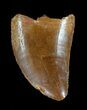 Serrated, Juvenile Carcharodontosaurus Tooth #61742-1